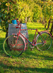 Fototapeta na wymiar Bike at the vineyard