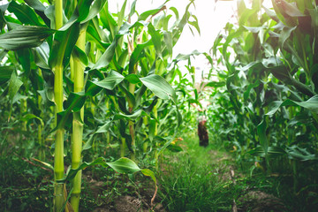 Green corn leaves with farmer sitting in background.