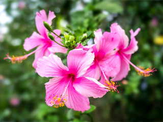 Pink hibiscus flowers pink 02