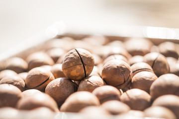 organic macadamia nuts in shell. Macadamia nuts in the sun.