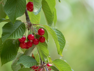 Cherry branch with ripe fruits in the foreground and with the background out of focus