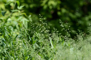 Green grass in the forest close up. Grass background