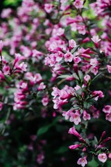 Fototapeta premium Dark Pink Weigela - beautiful flowering plant in the garden
