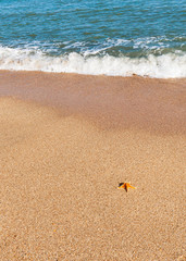 Starfish on the sea coast
