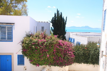 maison de Sidi Bou Saïd avec bougainvillier rose