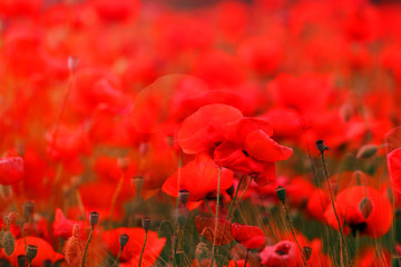 Great photo landscape with red poppies in spring
