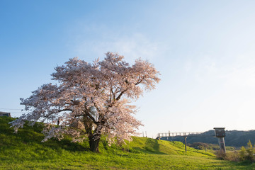 京都府木津川市の一本桜　河川敷　春　2019年4月