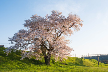 Obraz premium 京都府木津川市の一本桜 河川敷 春 2019年4月
