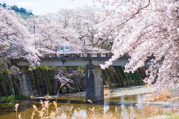 Fototapeta na wymiar 京都府和束町の桜のある風景　祝橋