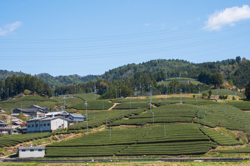 京都府和束町の茶畑　宇治茶　抹茶　緑茶　２０１９年４月