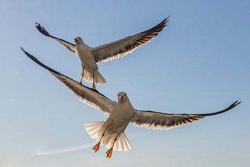 seagull in flight