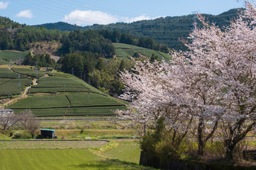 京都府和束町の茶畑と桜　春　緑茶　抹茶　ソメイヨシノ