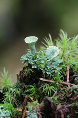 Cladonia pleurota, known as gray cup lichen or red-fruited pixie cup lichen, and Dicranum moss