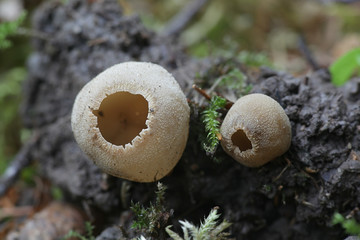 Tarzetta catinus, known as greater toothed cup fungus