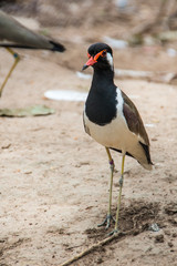 Eurasian Oyster-catcher (Haematopus ostralegus) in the zoo