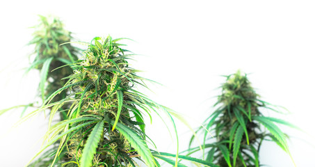 Medical marijuana isolated on white