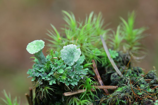 Cladonia pleurota, known as gray cup lichen or red-fruited pixie cup lichen, and Dicranum moss
