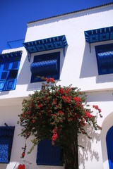 bougainvillier rouge devant maison blanche et bleue