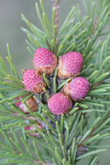 Fresh cones of Picea abies, the Norway spruce or European spruce