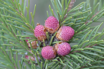 Fresh cones of Picea abies, the Norway spruce or European spruce