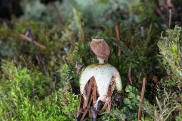 Obraz premium Geastrum quadrifidum, commonly known as the rayed earthstar or four-footed earthstar