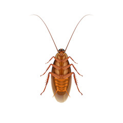Cockroaches on white background