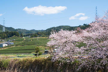 京都府和束町の茶畑と桜　春　緑茶　抹茶　ソメイヨシノ