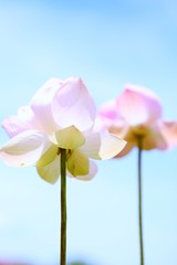 Beautiful pink lotus flower closeup blue sky background