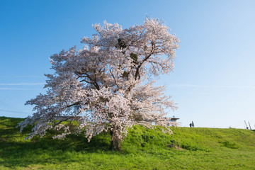京都府木津川市の一本桜　河川敷　春　2019年4月