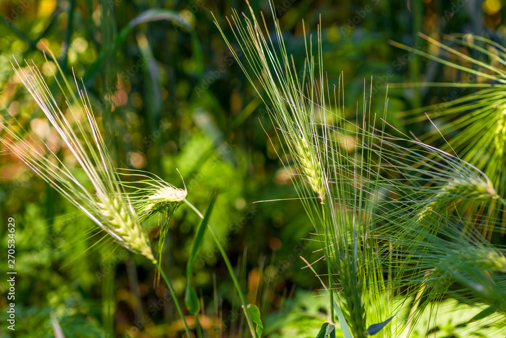 Wall mural closeup growing ears of juicy wheat in a field