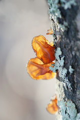 Exidia recisa, known as willow brain or amber jelly roll
