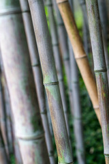 bamboo forest texture close up
