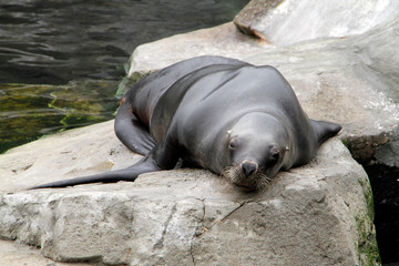 Bremerhaven, Zoo at the Sea, Free Hanseatic City of Bremen, Germany, Europe