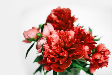 Fluffy  living coral  peonies. flowers background. A bouquet of bright pink and red lush peonies. Many layered petals on white background. Wallpaper, horizontal photo