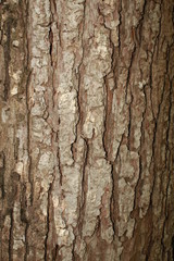 bark of a tree