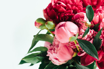 Fluffy  living coral  peonies. flowers background. A bouquet of bright pink and red lush peonies. Many layered petals on white background. Wallpaper, horizontal photo