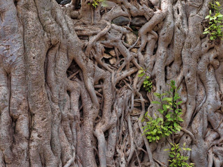 Gondar, Ethiopia, Fasil Ides Bath, a tangle of massive trunks in a drained pool