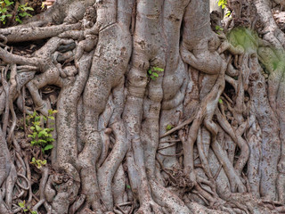 Gondar, Ethiopia, Fasil Ides Bath, a tangle of massive trunks in a drained pool