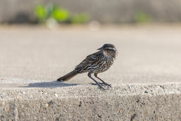 Sparrow in Chicago