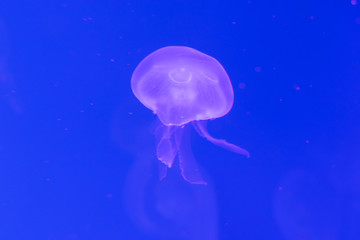 Naklejka na ściany i meble Close-up Jellyfish, Medusa in fish tank with neon light. Jellyfish is free-swimming marine coelenterate with a jellylike bell- or saucer-shaped body that is typically transparent.