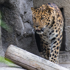 Portrait of a leopard