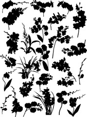 set of twenty five orchid branches silhouettes © Alexander Potapov