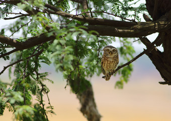 Owl on branch 