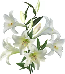 Glasschilderij Lelie puur witte lelie met zes bloemen