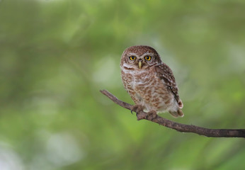 Owl on branch 