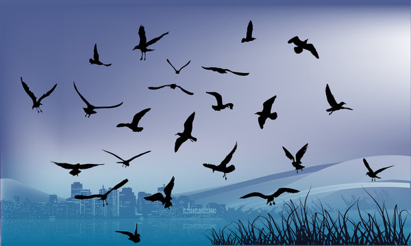 dark seagulls above blue water