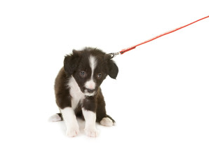 Puppy pulling leash