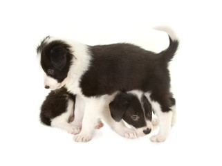 Playful border collie puppies