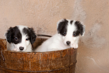 Collie puppies in a bucket