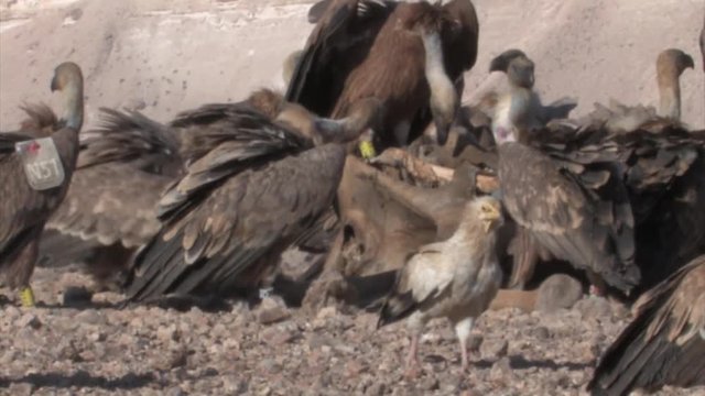 Griffon vultures feeding on camel in feeding station, Sde Boker Israel